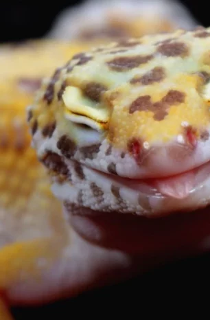 Can Leopard Geckos eat Earthworms?