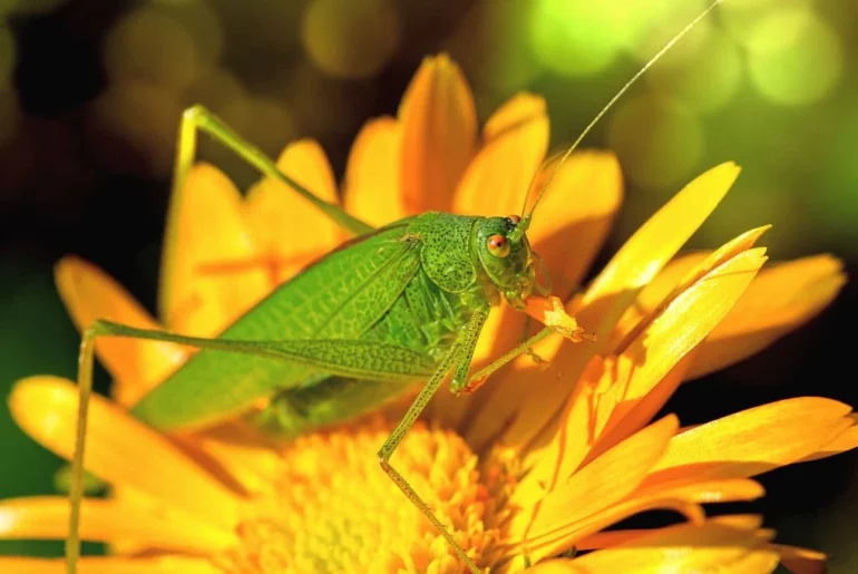 Green grasshopper resting on the middle part of a sunflower