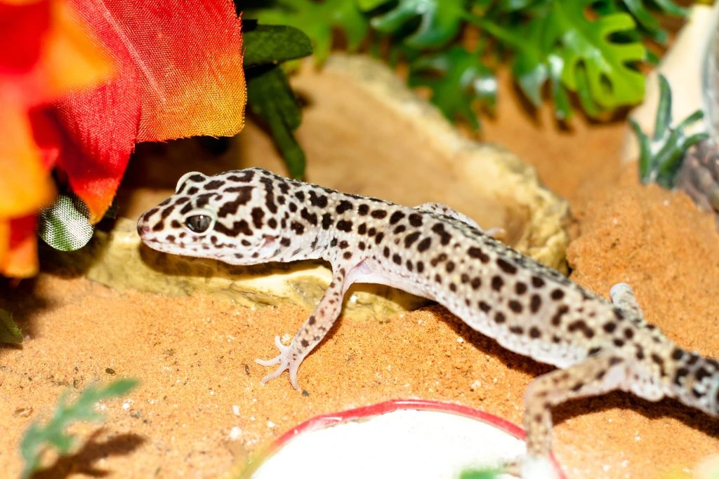 A leopard gecko on a sand