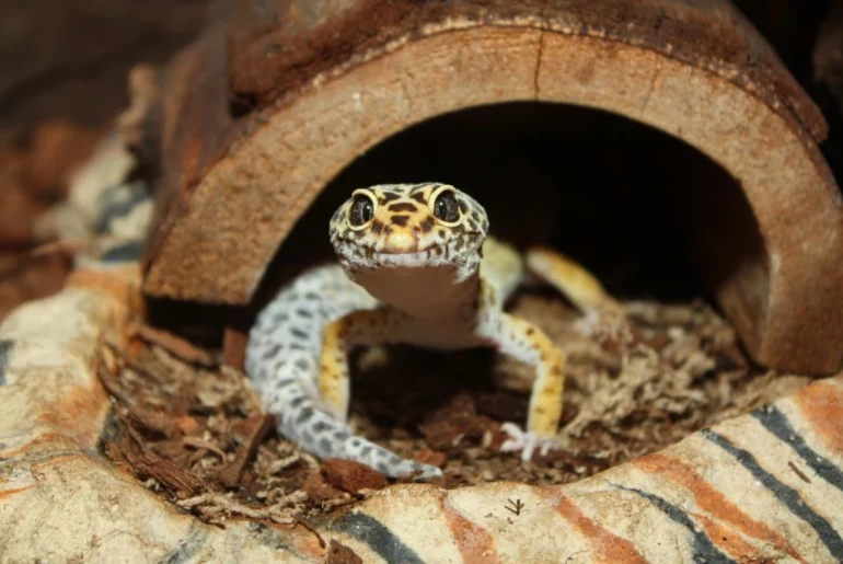 A leopard gecko outside its hideout