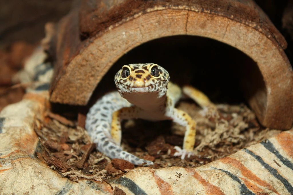 A leopard gecko outside its hideout