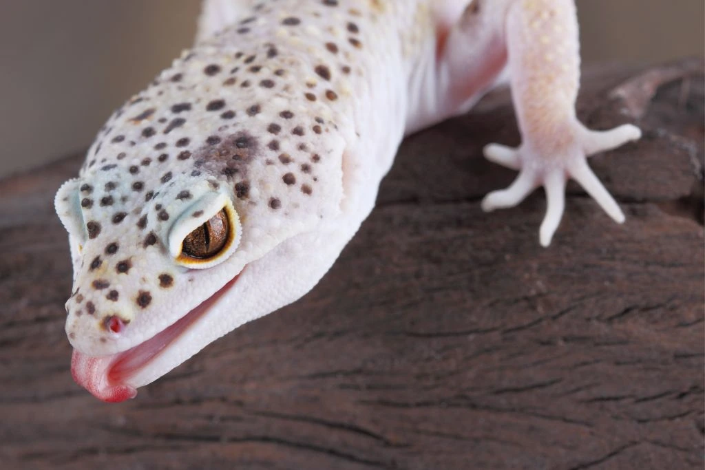leopard gecko with its mouth slightly open crawling on top of a wood