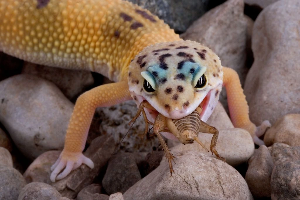 a leopard gecko eating a cricket