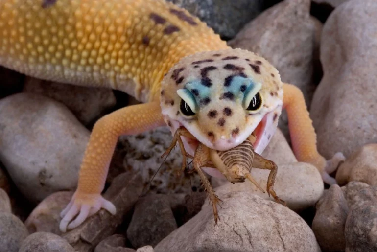 leopard gecko eating a cricket