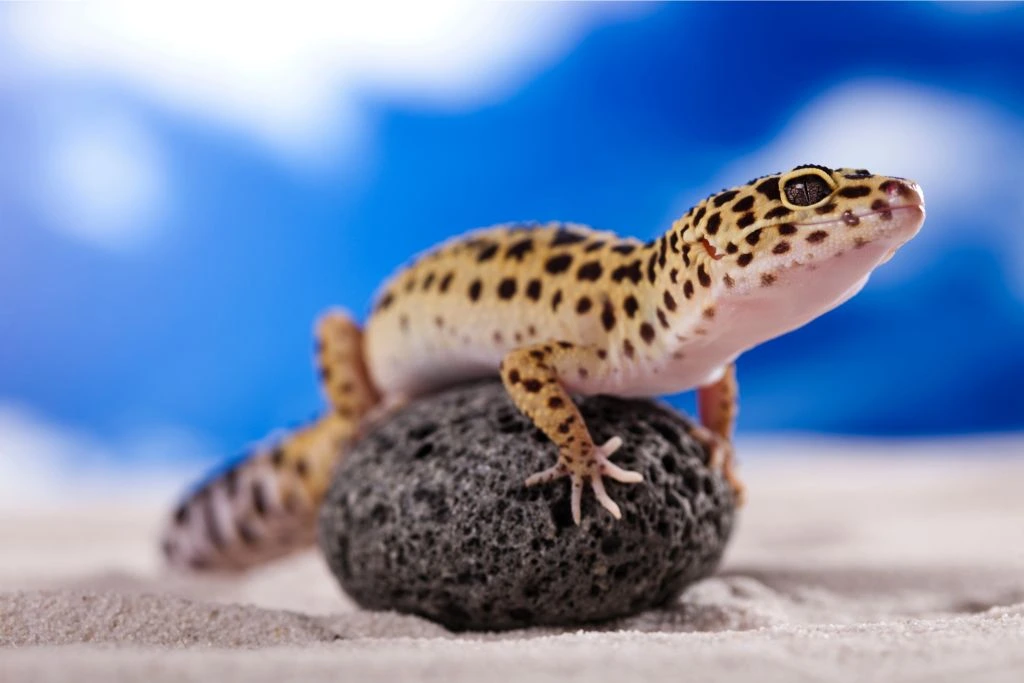 A leopard gecko on a rock