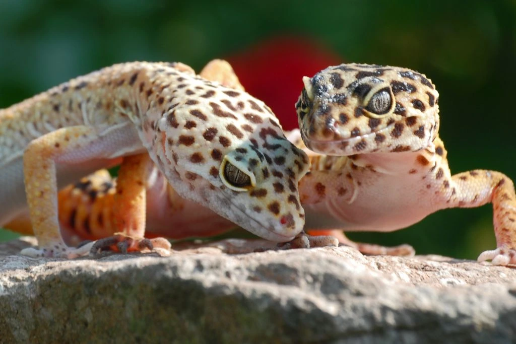 two leopard geckos on top of a rock