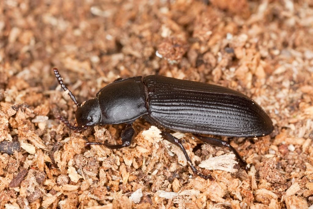 a mealworm beetle on top of wood flakes