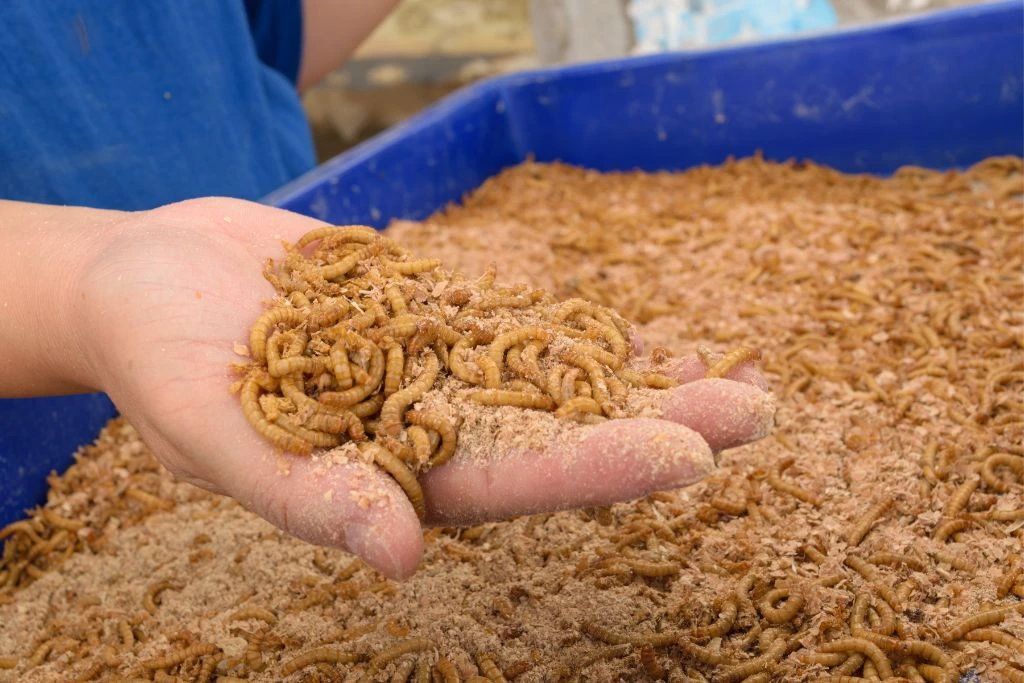 mealworms on top of an open palm