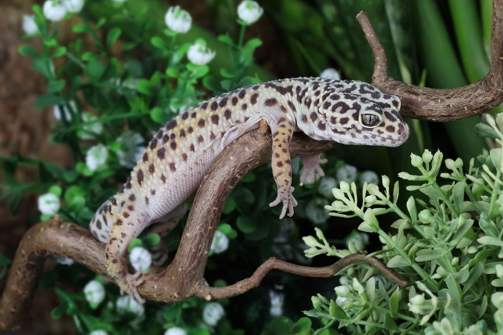 A leopard gecko hanging on the twig of a plant