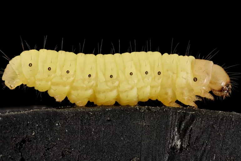 close up look at wax worm crawling on top of dark wood platform