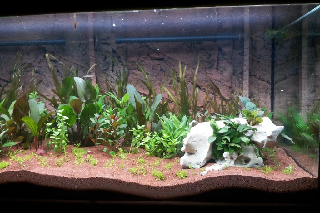 terrarium with brown sand and tropical plants
