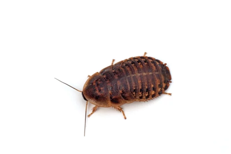 dubia roach on white background