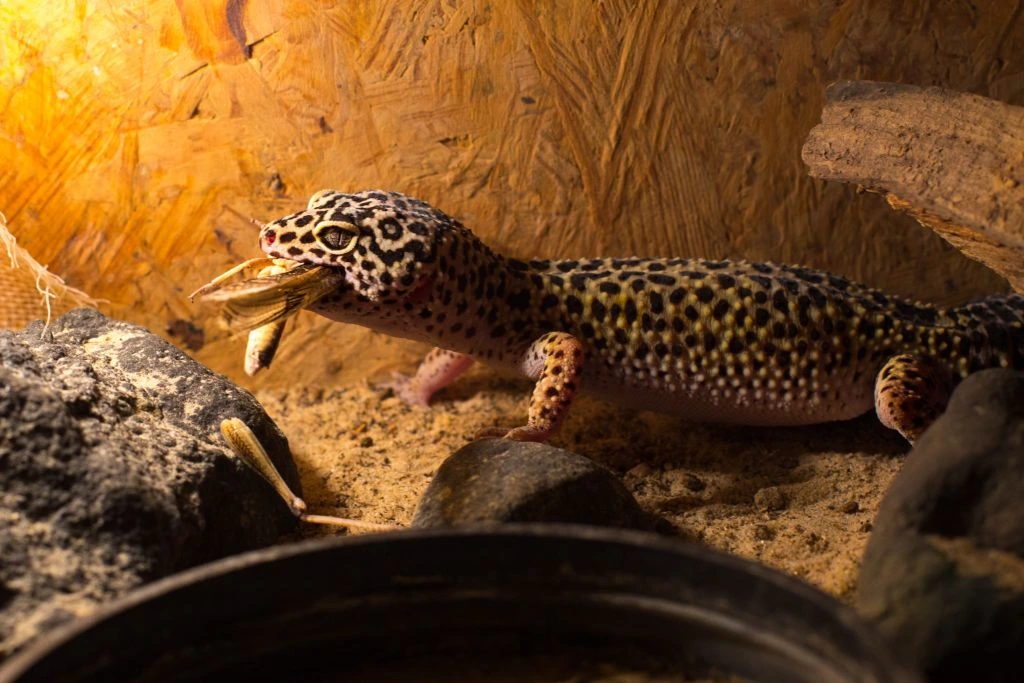 leopard gecko eating a grasshopper