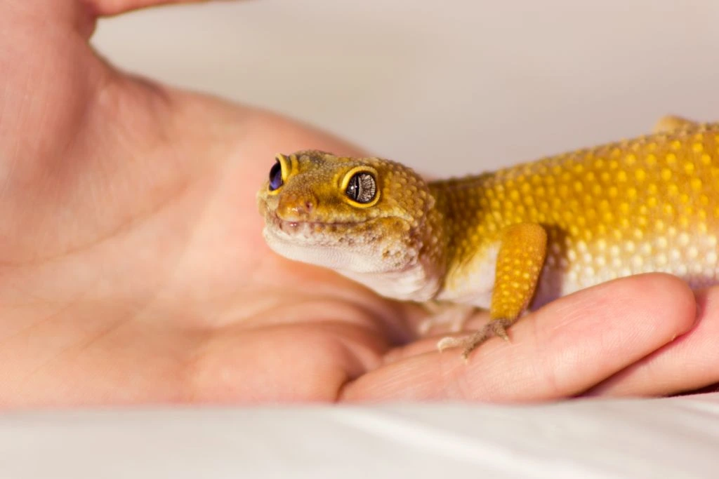 leopard gecko on model's left hand