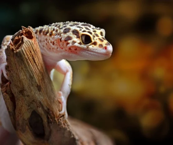 Can Leopard Geckos See in the Dark?