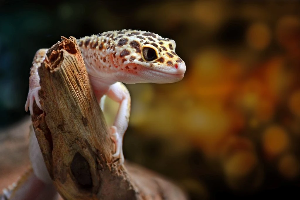 Can Leopard Geckos See in the Dark? - All Gecko