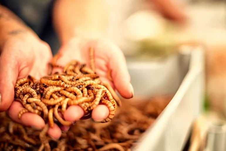 bunch of superworms placing on a hand