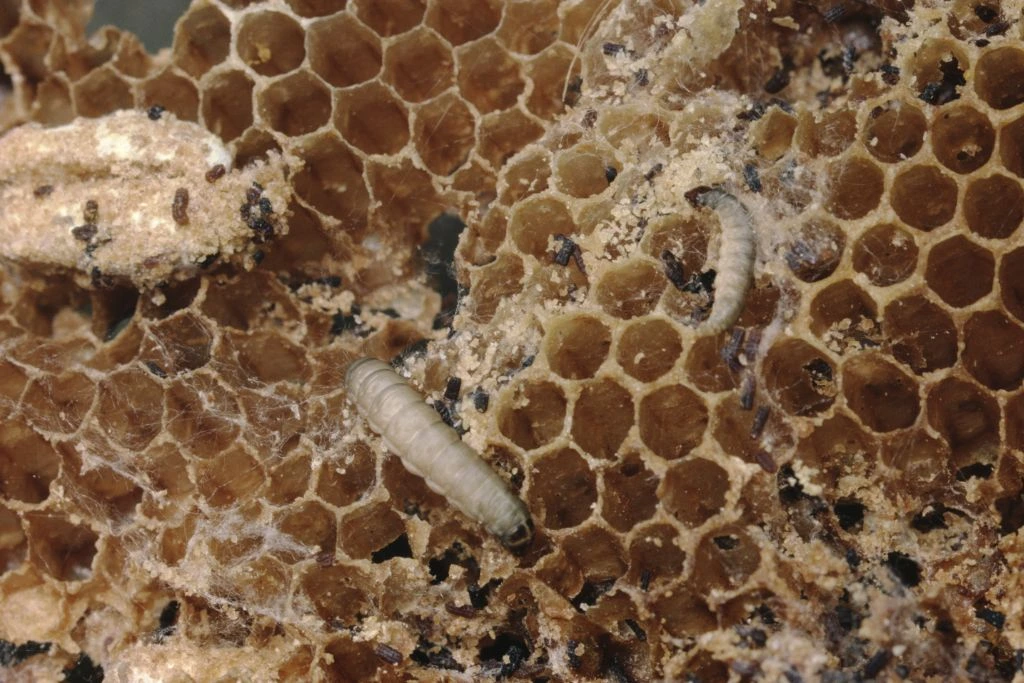 wax worms inside the beehive eating their food