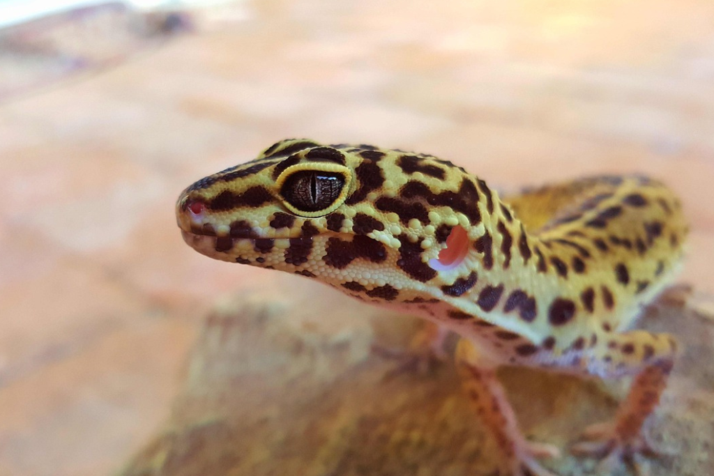 leopard gecko on blurry background