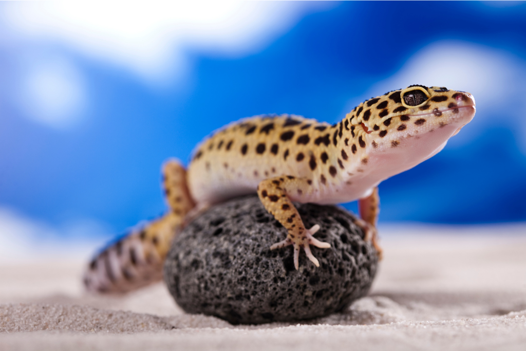 leopard gecko on a rock