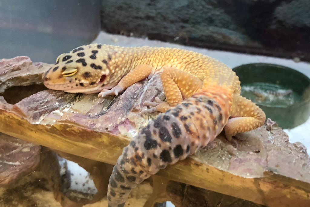 leopard gecko habitat 10 gallon