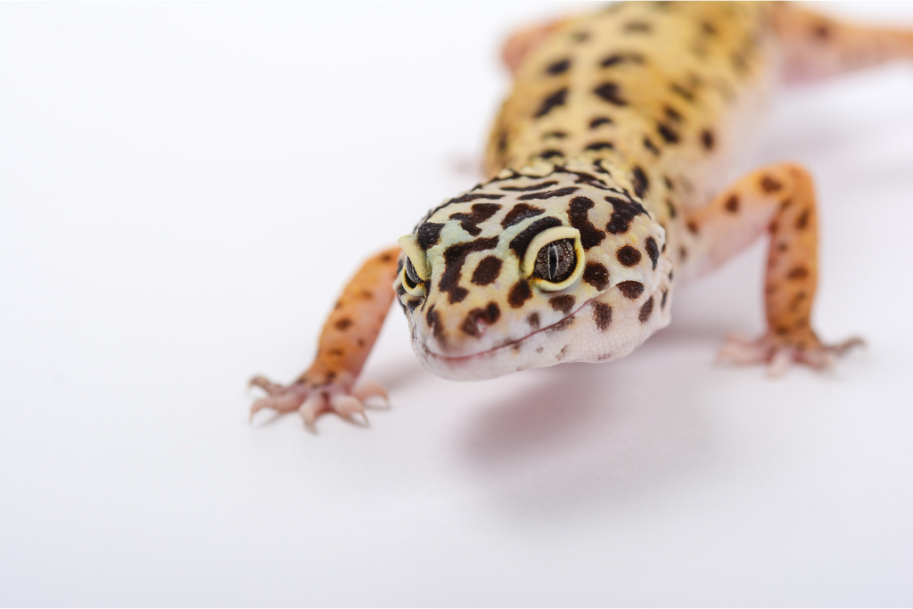 leopard gecko