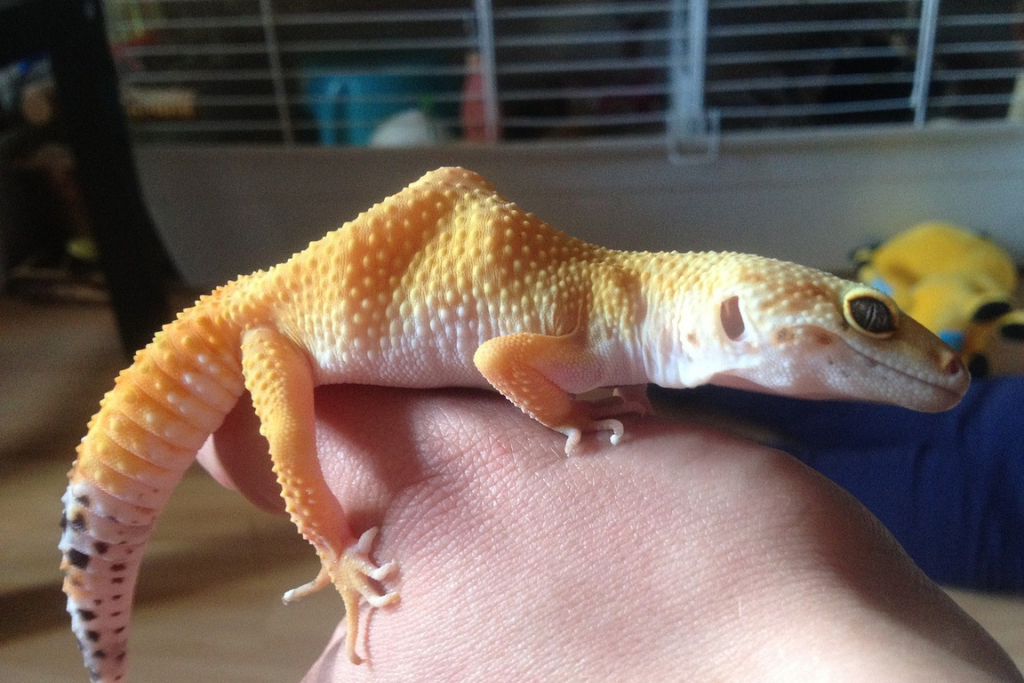 leopard gecko with abnormal hump on its back