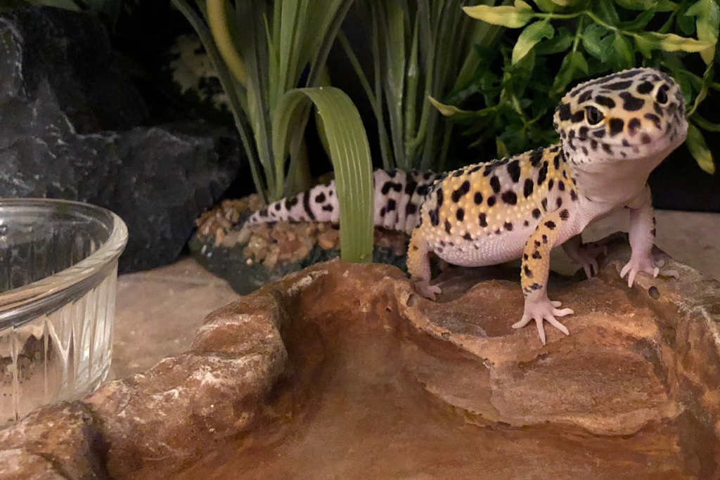 Leopard gecko in captivity/inside the tank