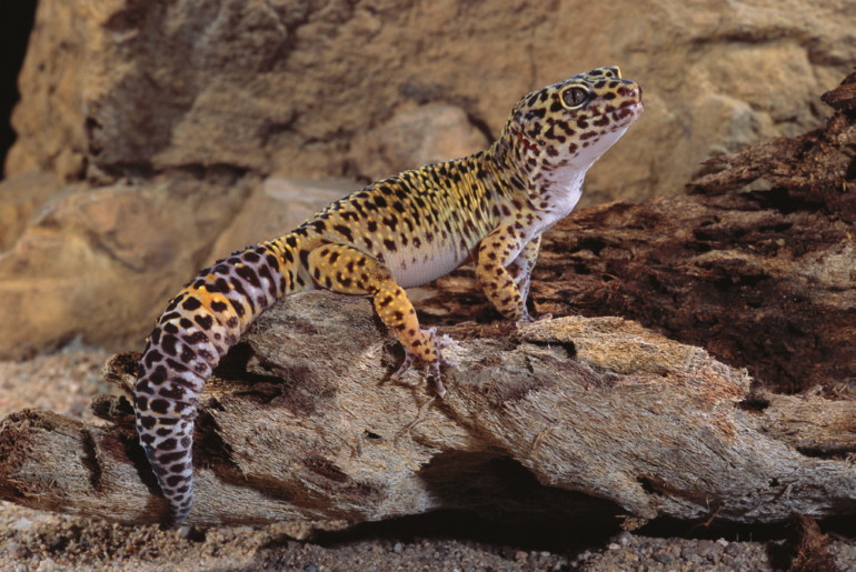 leopard gecko on top of a wood