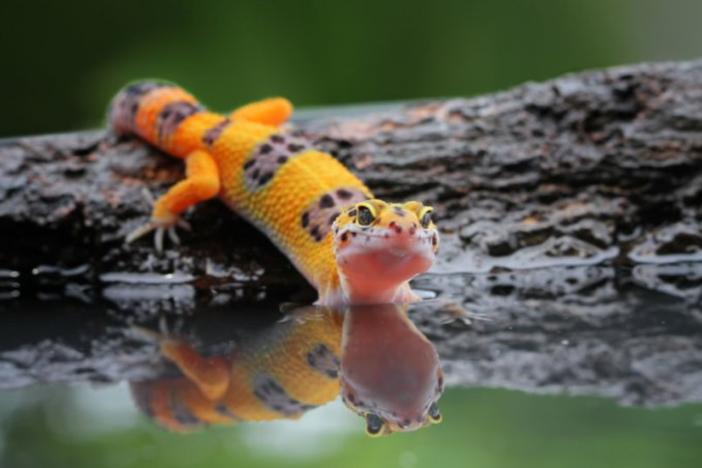 Leopard Gecko on water