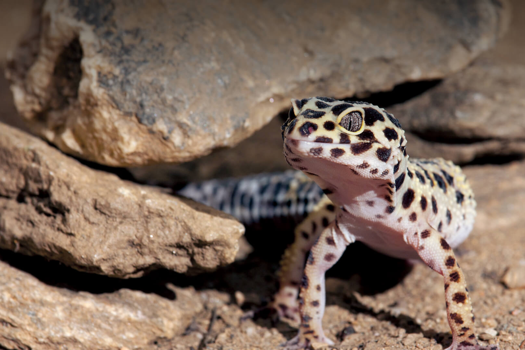 Leopard Gecko under a rock