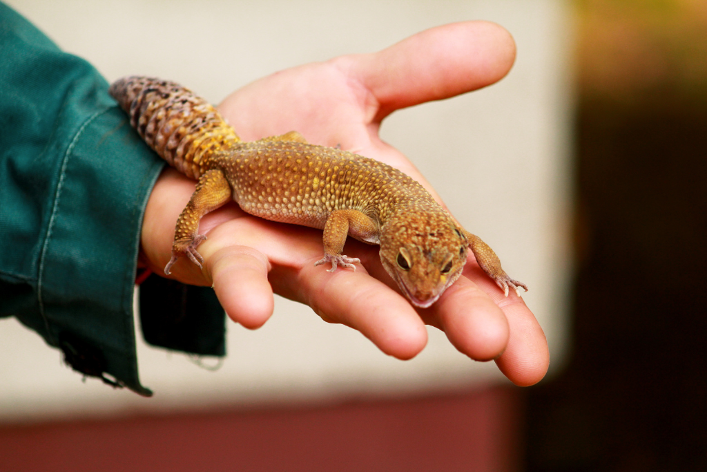 Leopard gecko on top of a human's hand