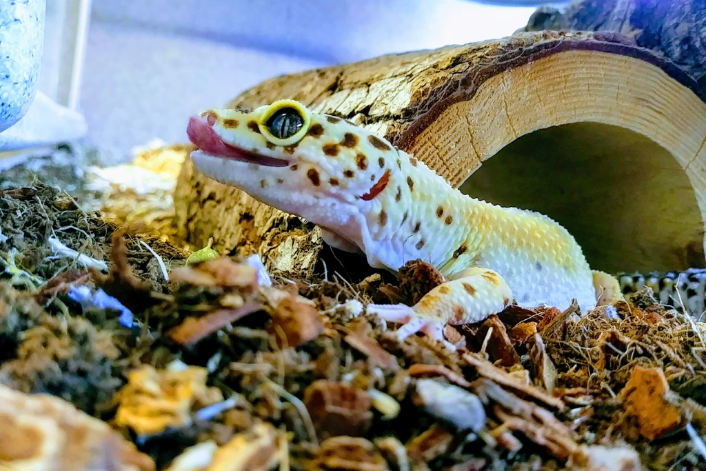 Leopard Gecko under a wood