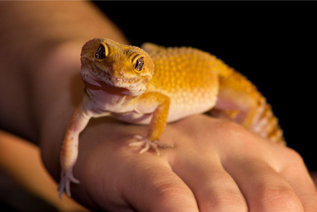 fat leopard gecko on model's left palm