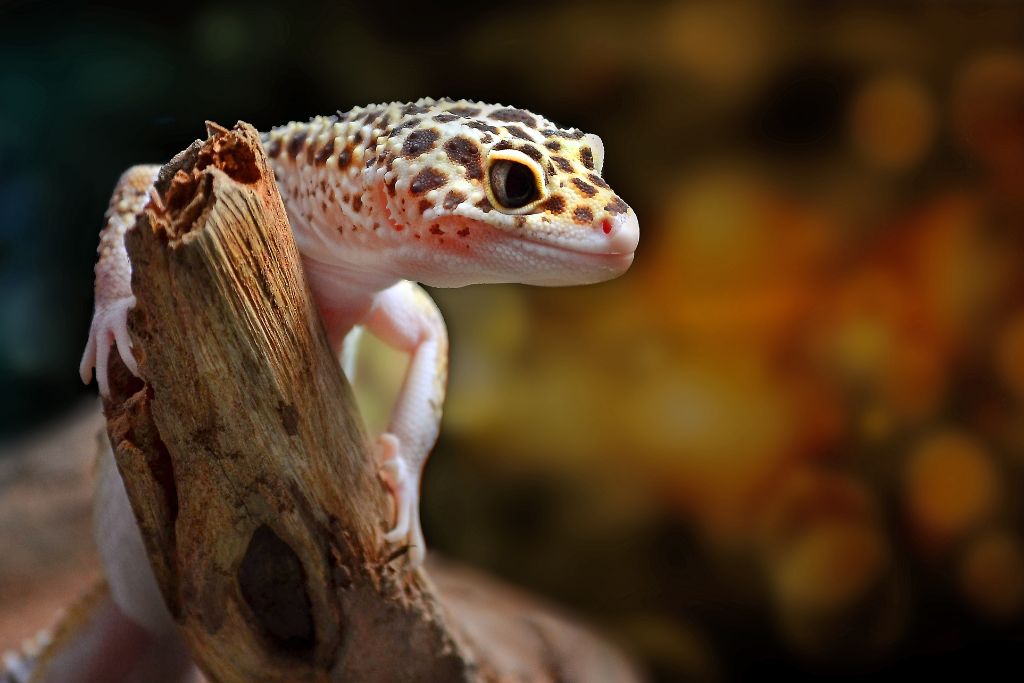 leopard gecko climbing