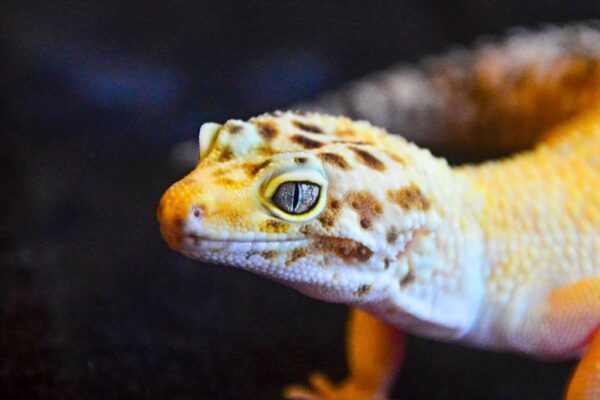 Leopard Gecko Eye Infection: Causes, Symptoms, and Treatment