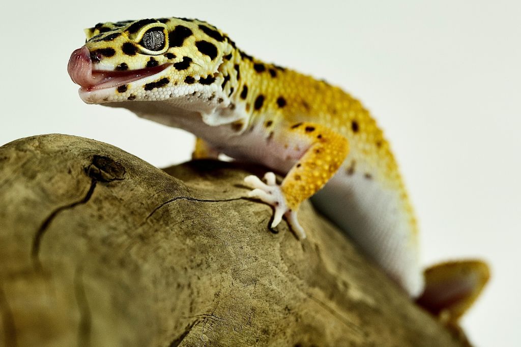 Leopard Gecko on a rock