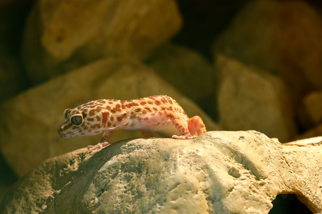 leopard gecko on rocks