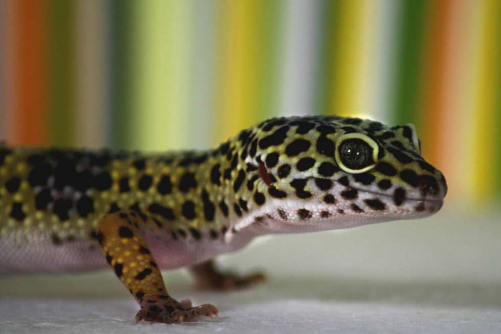 Leopard geckos (and most reptiles) require a heat gradient in