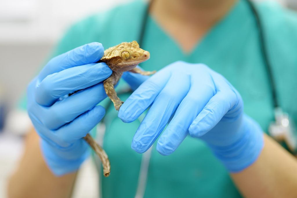 Leopard Gecko Mouth Checkup at the Vet