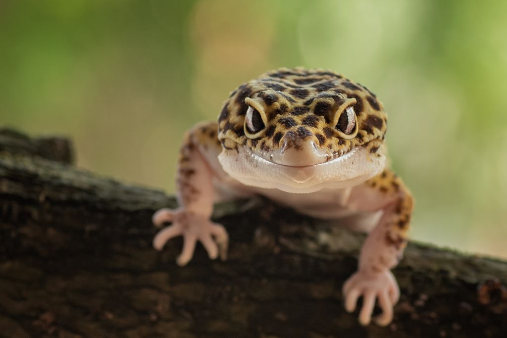 Leopard Gecko Lifespan In Captivity And In The Wild All Gecko