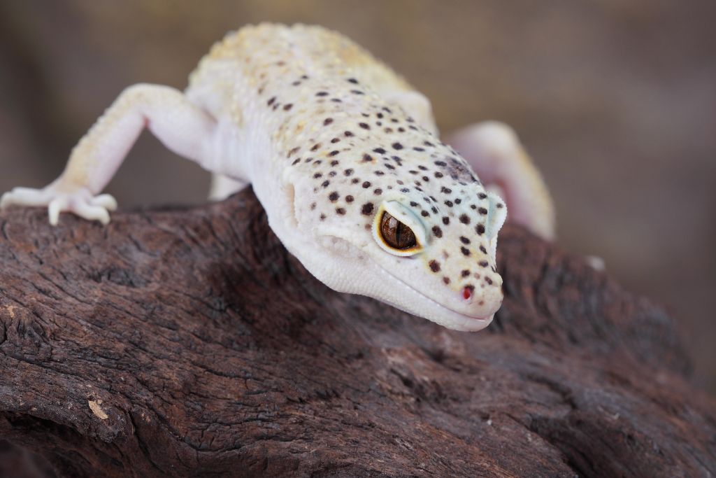 leopard gecko on drift wood