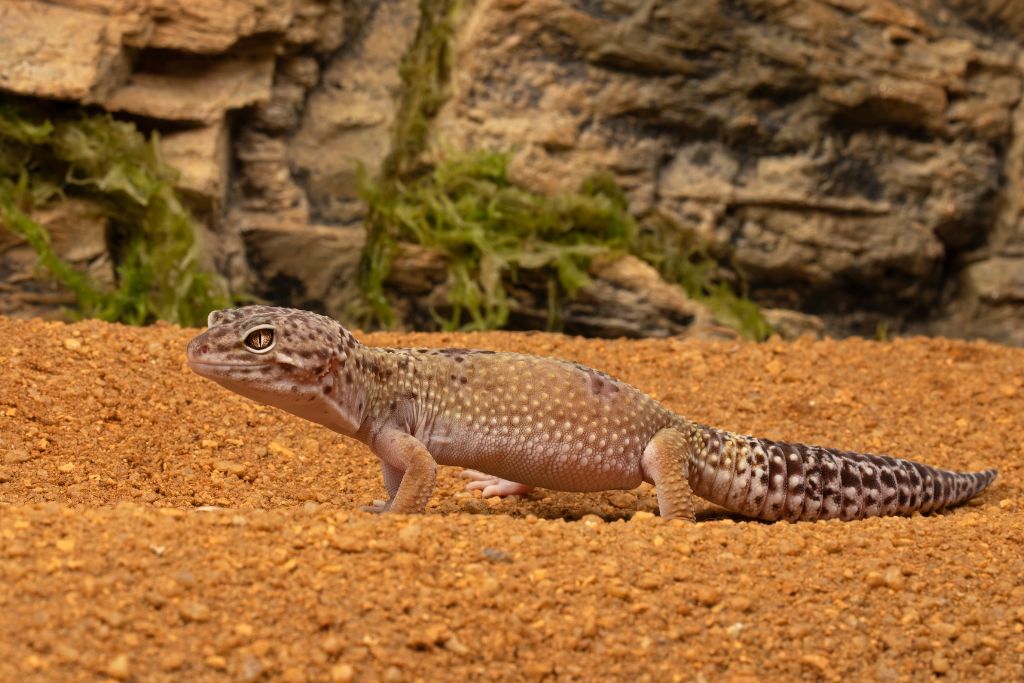 leopard gecko on sand