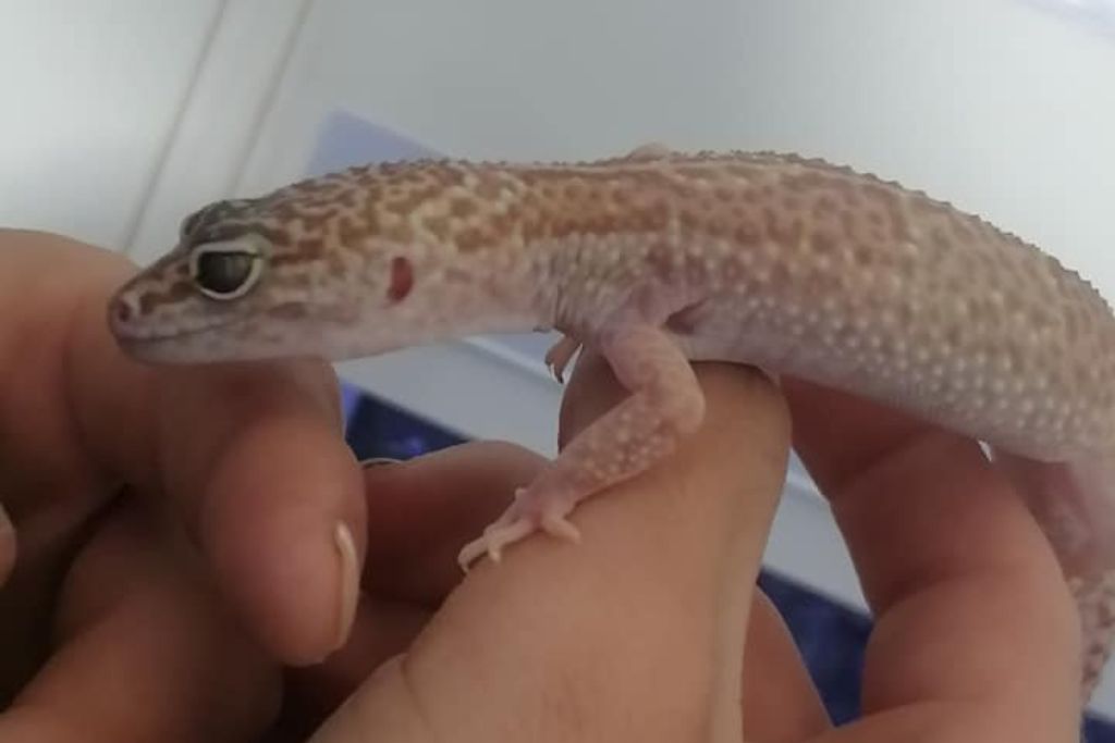 Gertrude: the oldest leopard gecko living alive