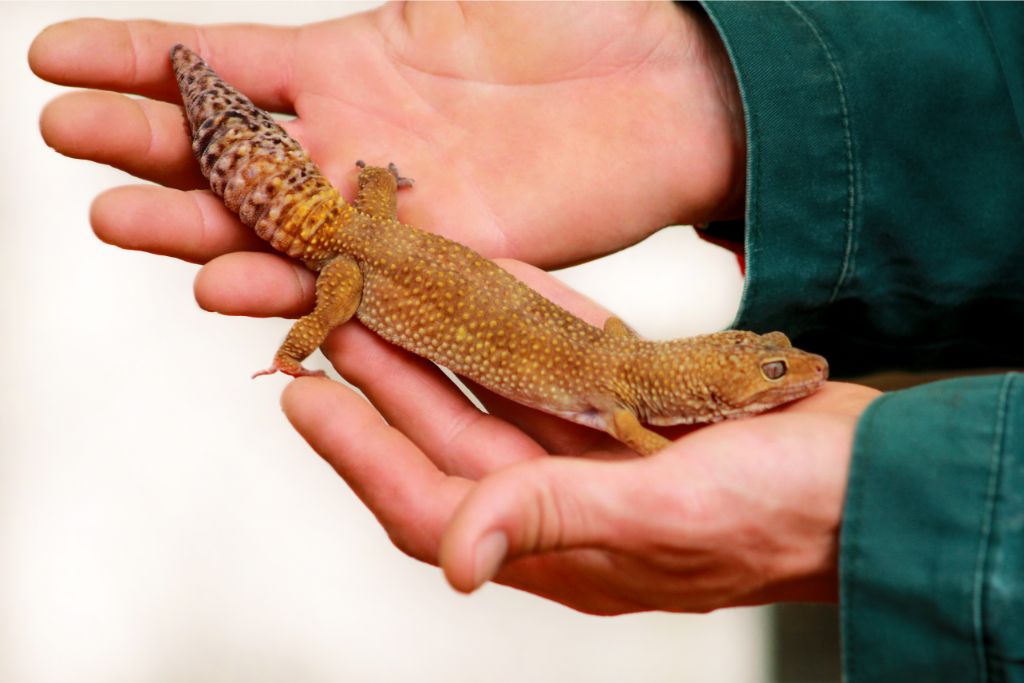 a pair of hand holding a leopard gecko
