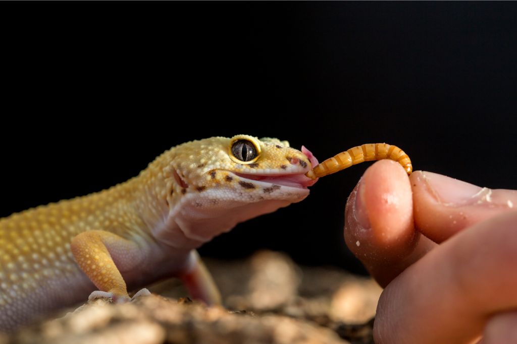 a hand feeding a gecko with super worm