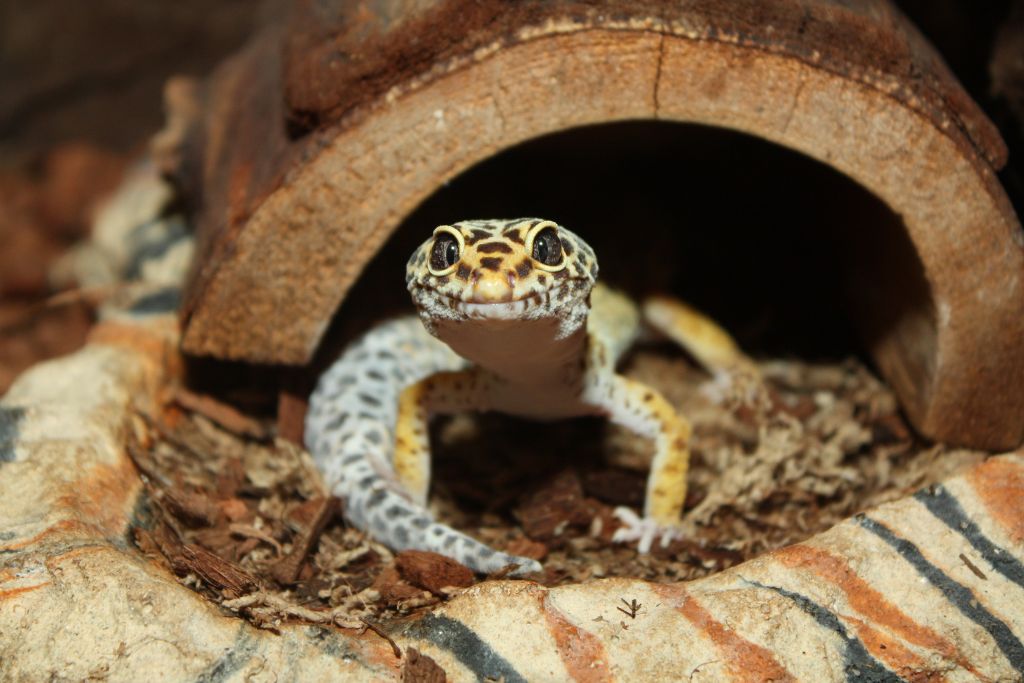 leopard gecko coming from their hideout place
