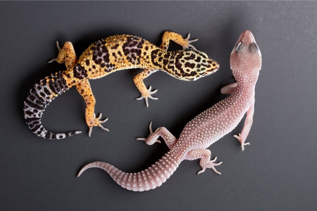 2 different colors leopard gecko on a dark background