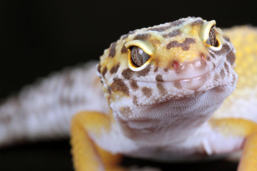 leopard gecko on dark background