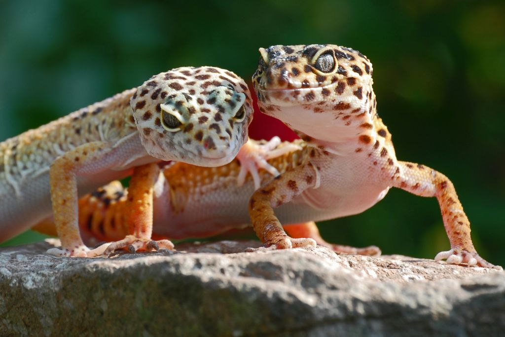 2 leopard geckos on top of a rock